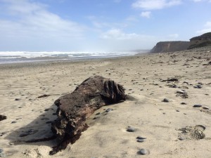 Beach along the Southland Coast