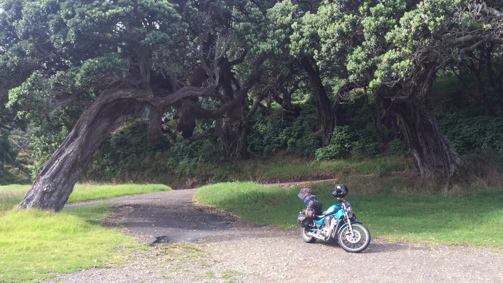 Beautiful trees along the coast